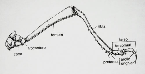 Platycnemis pennipes? - S, maschio